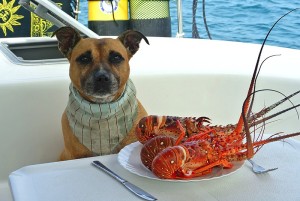 veraand lobster