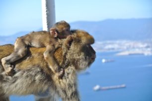 Hanging out with some local monkeys in Gibraltar.