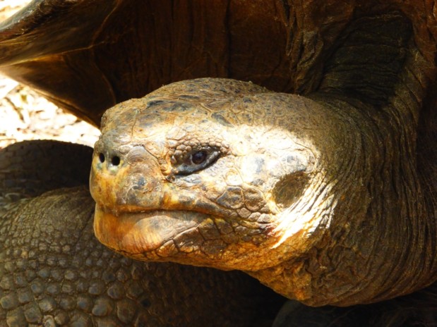 A local from Galapagos
