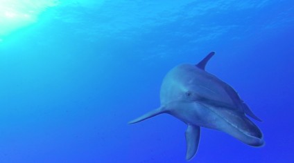 Dolphin in French Polynesia