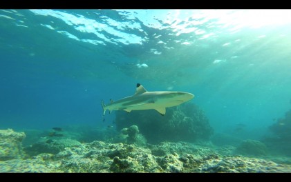 shark