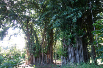 giant tree