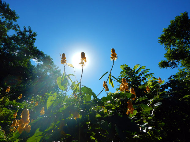 moorea_flower
