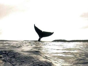 tail