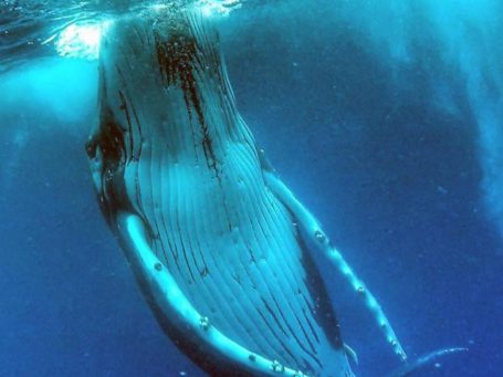 whale