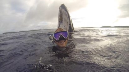 whale-better-quality