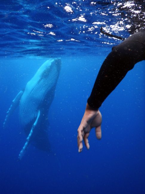 whale2