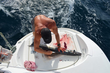 baracuda