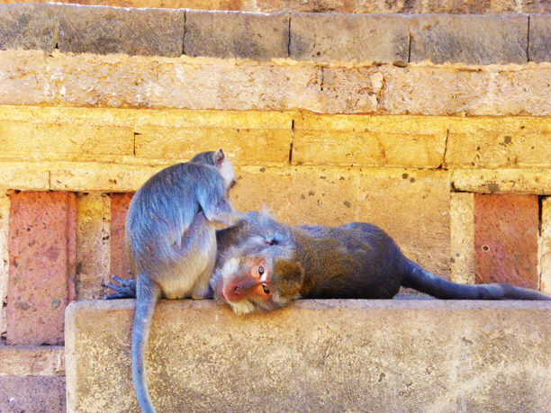 monkey_2