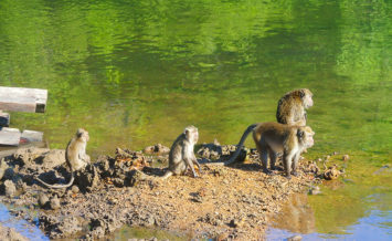 monkies