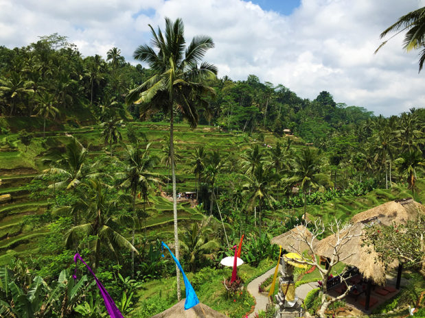 rice_fields